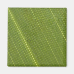 Aimant Feuille de palmier