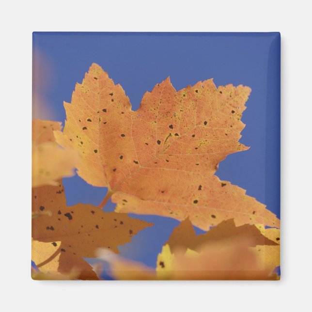 Aimant Feuille d'érable d'automne et ciel bleu, Blanc (Devant)