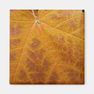 Aimant Feuille d'érable jaune Automne Abstraite Nature