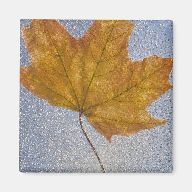 Aimant Feuille d'érable jaune sous l'eau (Devant)