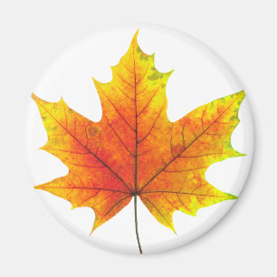Aimant Feuille d'érable multicolore