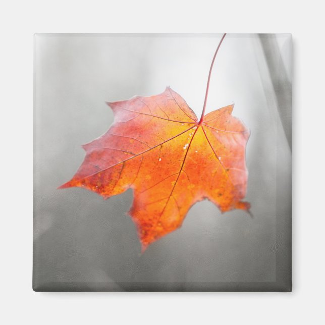 Aimant Feuille d'érable rouge - automne velours (Devant)