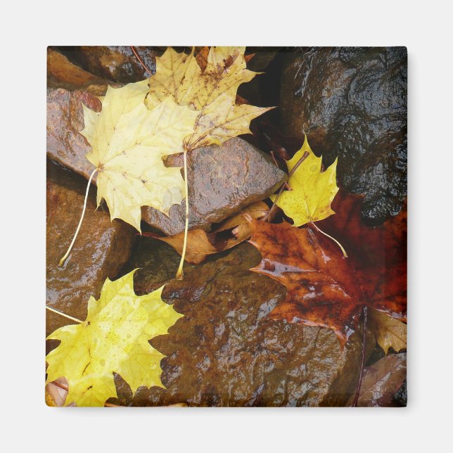 Aimant Feuille et rochers d'automne Photographie naturell (Devant)