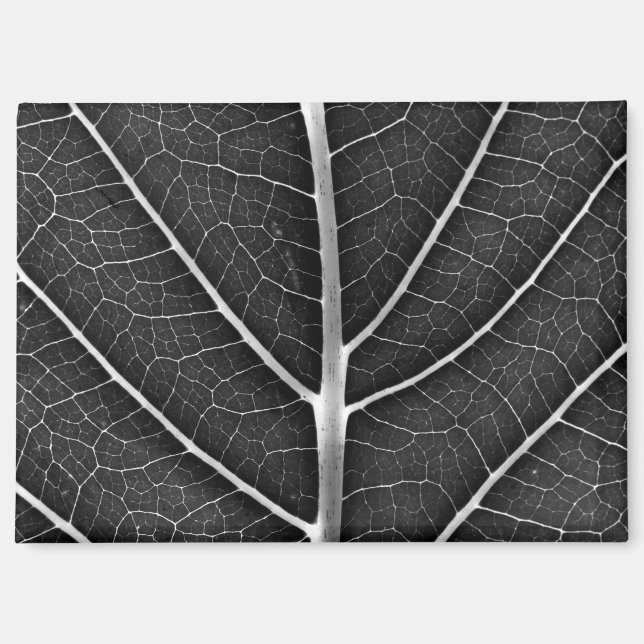 Aimant Feuille lumineuse noir et blanc en gros plan (Recto)