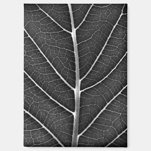 Aimant Feuille lumineuse noir et blanc en gros plan (Recto)
