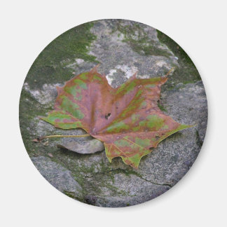 Aimant Feuille Sycamore