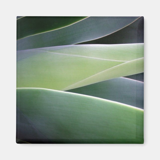 Aimant Feuilles agaves (Devant)