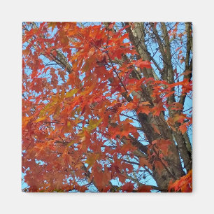Aimant Feuilles d'automne rouges