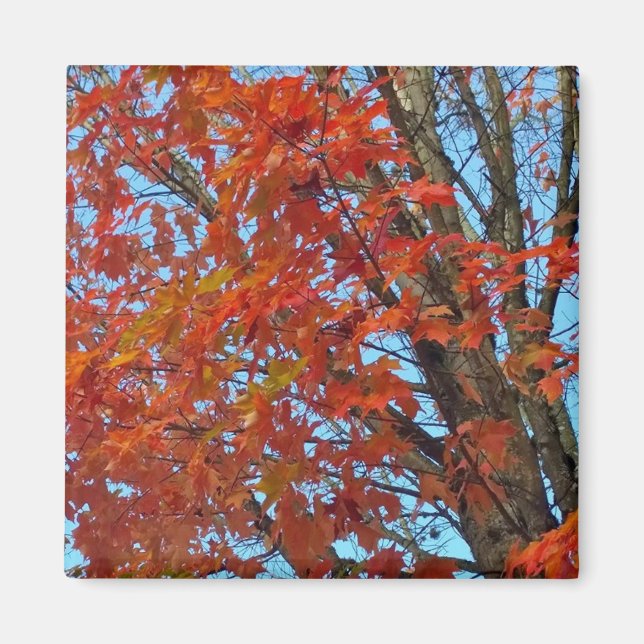Aimant Feuilles d'automne rouges (Devant)