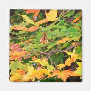 Aimant Feuilles de Chêne d'Automne