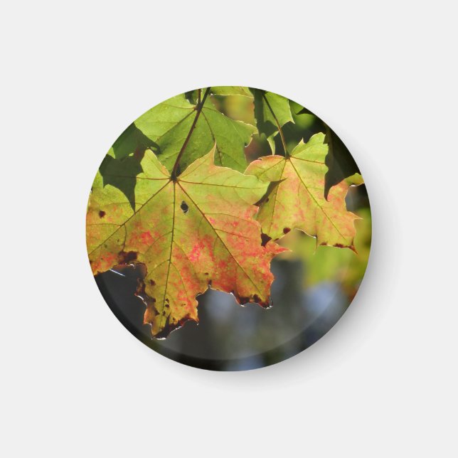 Aimant Feuilles de chute colorées (Devant)