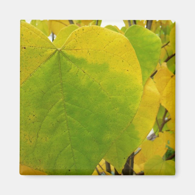 Aimant Feuilles de redbud jaunes et vertes (Devant)