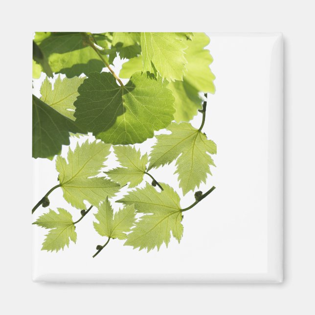 Aimant Feuilles de vigne verte (Devant)