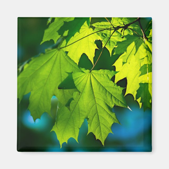 Aimant Feuilles d'érable vert frais (Devant)