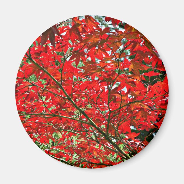 Aimant Feuilles rouges (Devant)