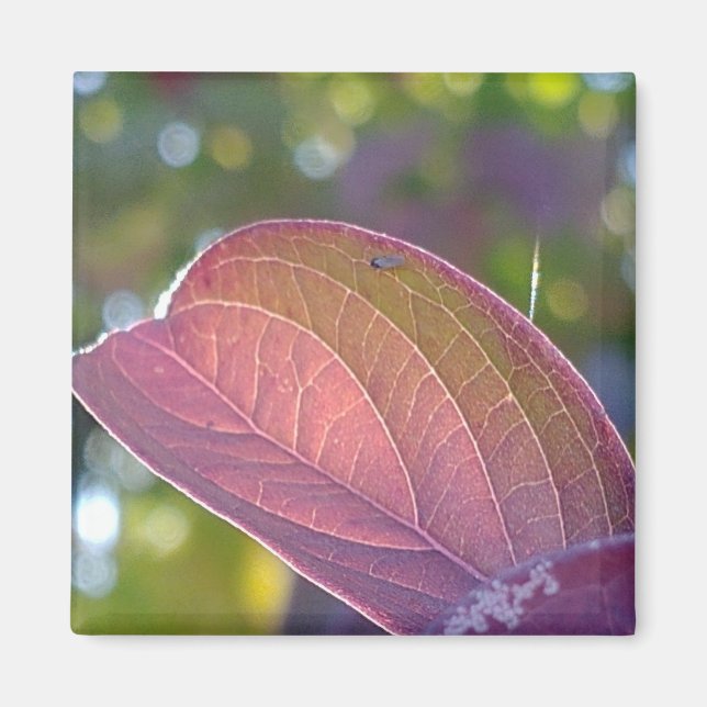 Aimant Feuilles Rouges Et Bokeh (Devant)