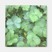 feuilles sous la pluie
