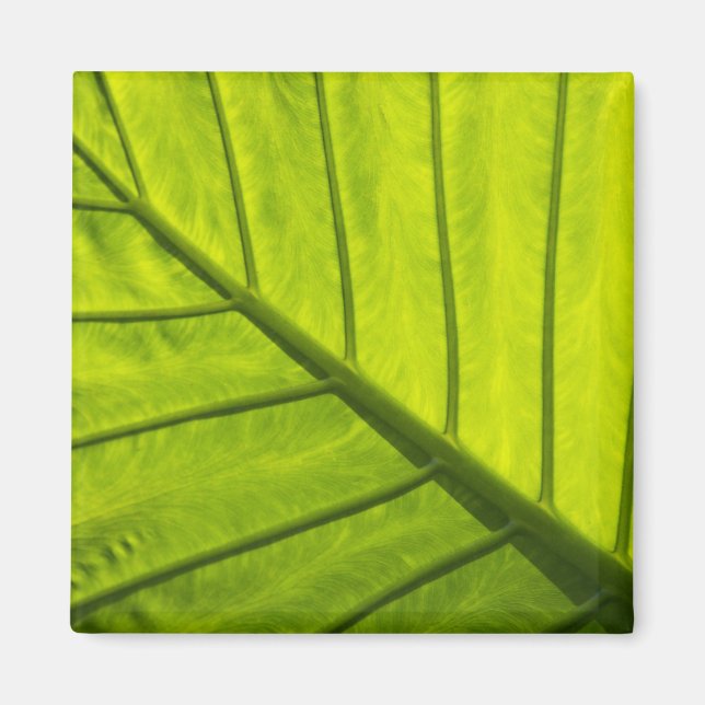 Aimant Feuilles vertes veinées de feuillage tropical en 2 (Devant)