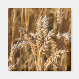 Aimant Field of barley