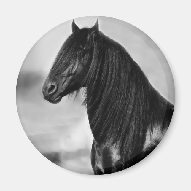 Aimant Fière Friesienne cheval d'étalon noir (Devant)