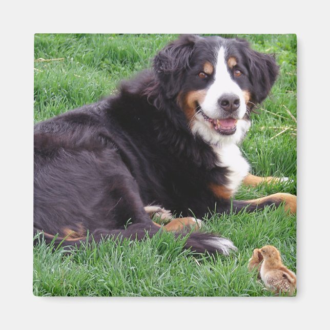 Aimant Fière Serena (Devant)