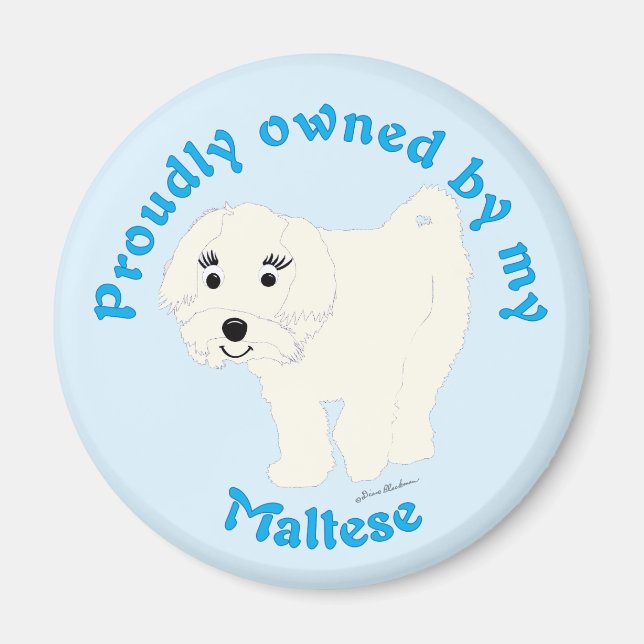 Aimant Fièrement possédé par un Maltais (Devant)
