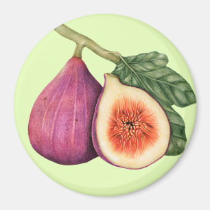 Aimant Fig