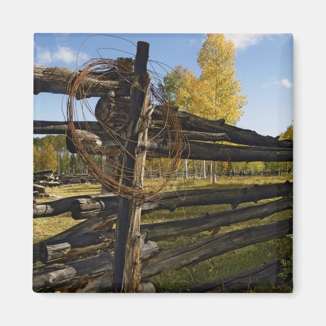 Aimant Fil Barbe (Devant)