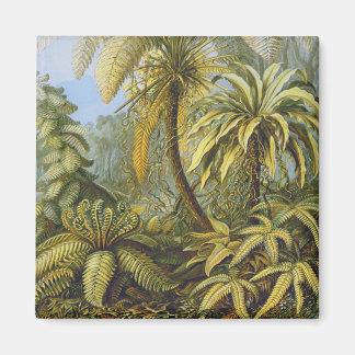 Aimant Filicinae (Ferns), Ernst Haeckel Art