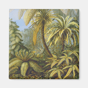 Aimant Filicinae (Ferns), Ernst Haeckel Fine Art