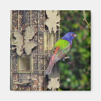 Aimant finch-1-feb5-06