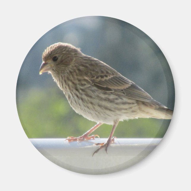 Aimant Finch dans le soleil du matin. (Devant)