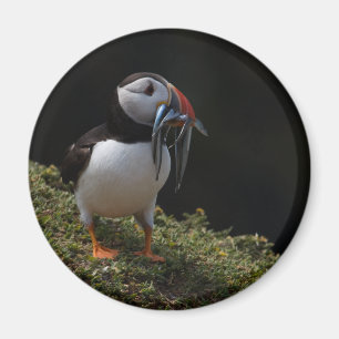 Aimant Fisher Puffin