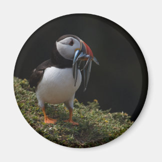 Aimant Fisher Puffin