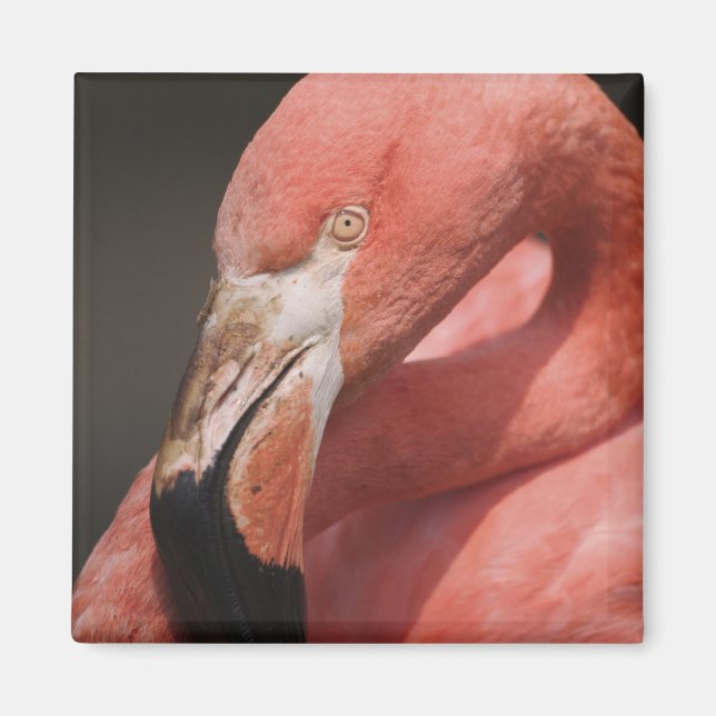 Aimant Flamant du Chili, Phoenicopterus chilensis (Devant)