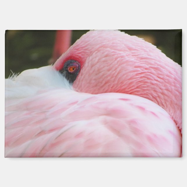 Aimant Flamant rose (Recto)