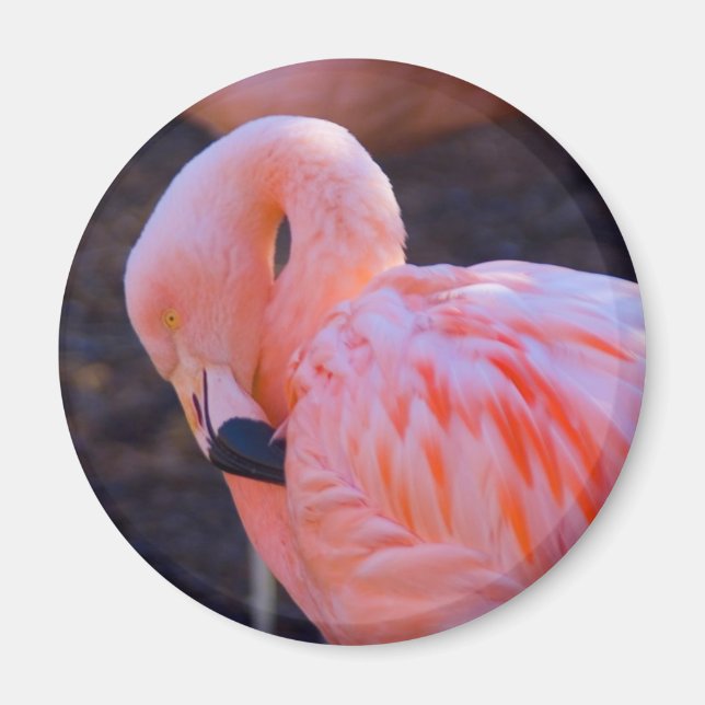Aimant Flamant rose (Devant)