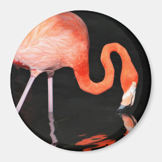 Aimant Flamant rose