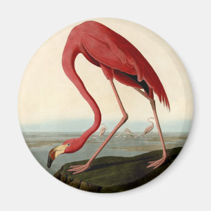 Aimant Flamant rose américain d'Audubon