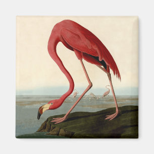 Aimant Flamant rose américain d'Audubon