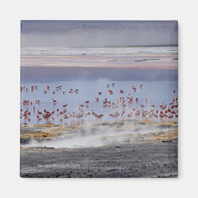 Aimant Flamant rose de James, Phoenicoparrus jamesi (Devant)