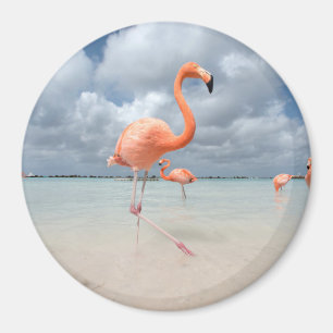 Aimant Flamants roses Beach Aruba