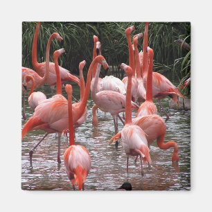 Aimant Flamants roses de Floride