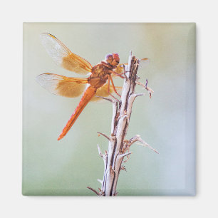 Aimant Flame Skimmer Dragonfly sur Agave