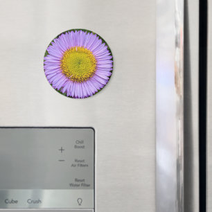 Aimant Fleabane violet Daisy Floral