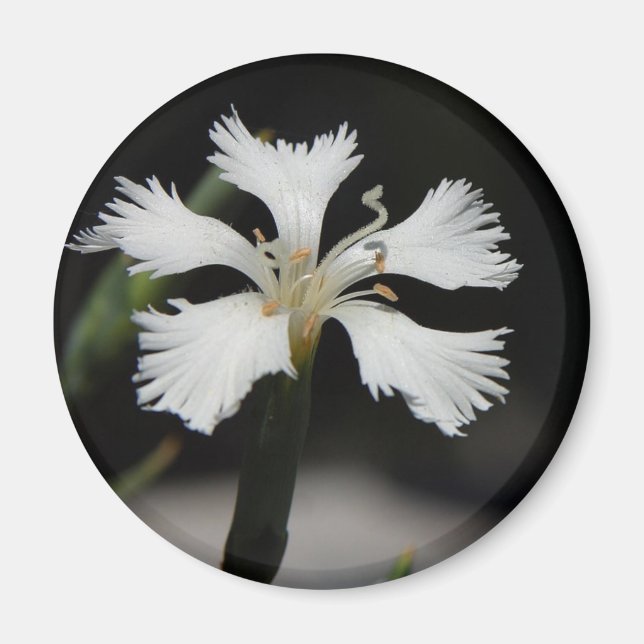 aimant fleur blanche (Devant)
