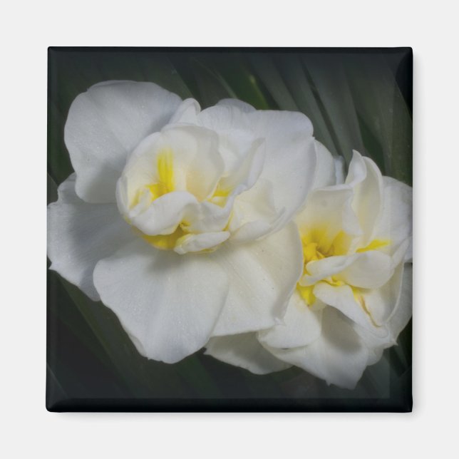 Aimant Fleur blanche (Devant)