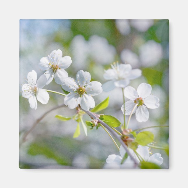 Aimant Fleur cerise blanche (Devant)