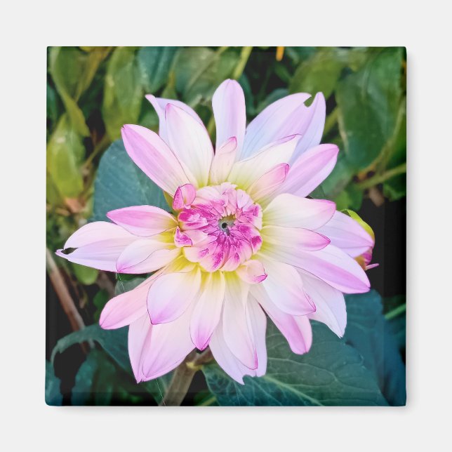 Aimant Fleur crème et rose (Devant)