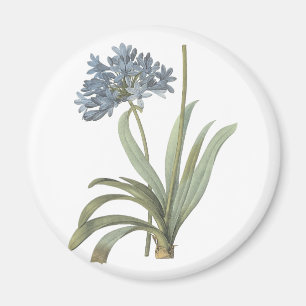 Aimant Fleur d'Agapanthus
